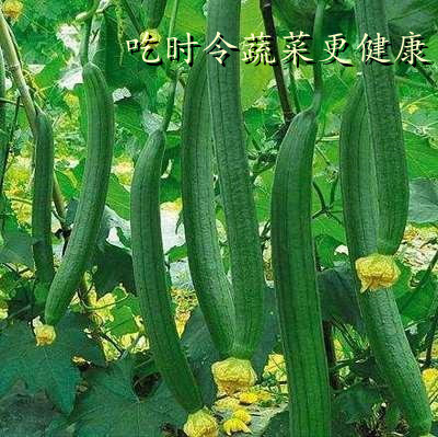 北京食堂承包公司告訴你吃時令蔬菜的好處